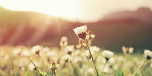 A daisy growing in a sunny field