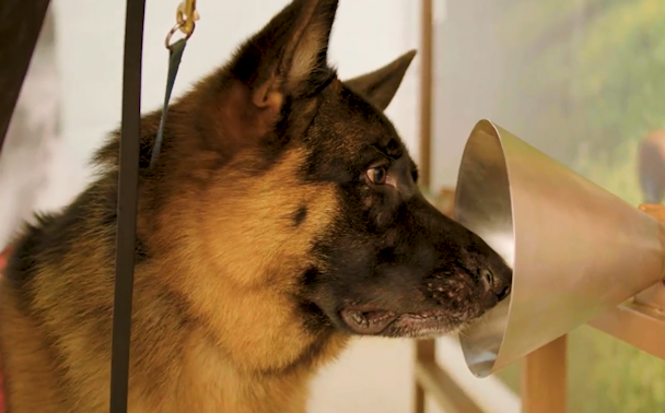 A dog being trained to sniff out diseases such as cancer